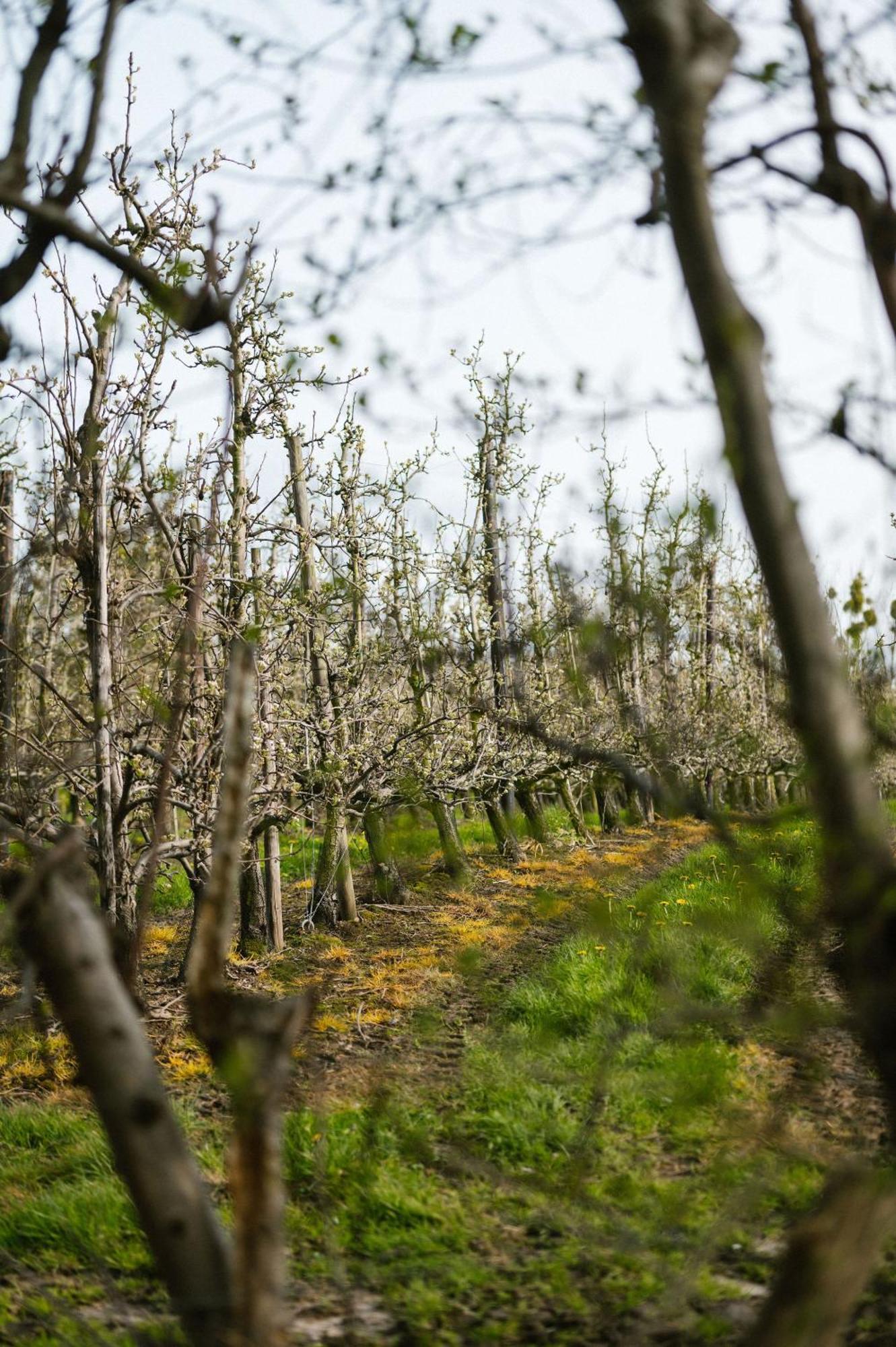 Hoeve De Reetjens - La Porcherie Bilzen Exteriér fotografie